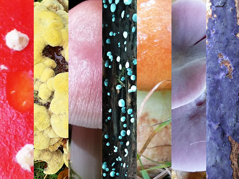 Fungi Rainbow